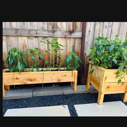 New cedar planters