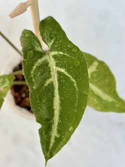 Syngonium Wendlandi
