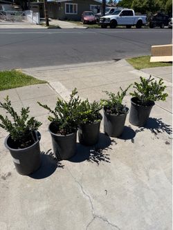 Japanese boxwood