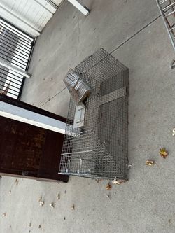 Animal trap