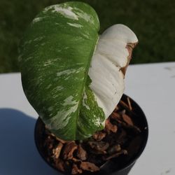 Variegated Albo Monstera