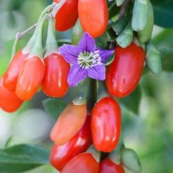 Wolfberry Berry Goji Berry Seedling Live Plant Tree (Lycium barbarum) - Lycium 1 Gallon 