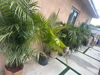 Beautiful flowers trees decoration