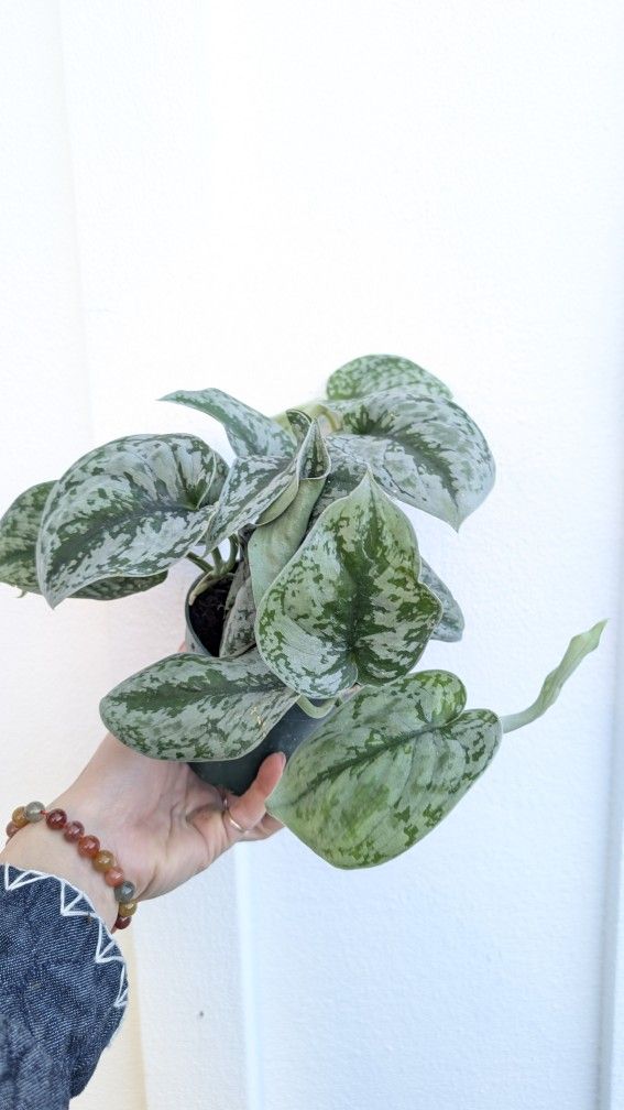 Scindapsus Pictus Exotica Silver Pothos Plant 4" Pot - Indoor House Plants