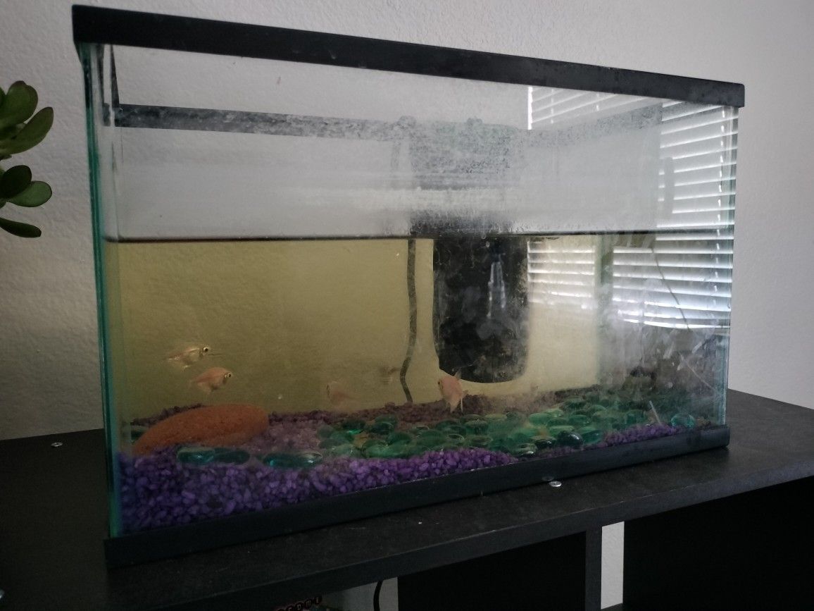 Free Fish Tank for Sale in Henderson, NV OfferUp