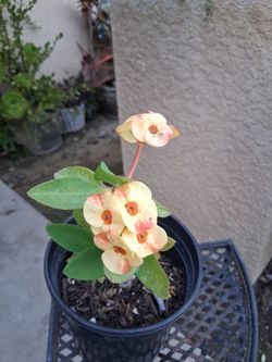 Crown-of-Thorns Plant $30