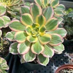 Succulent Tree Aeonium houseleeks Succulents 6 Inch Pot