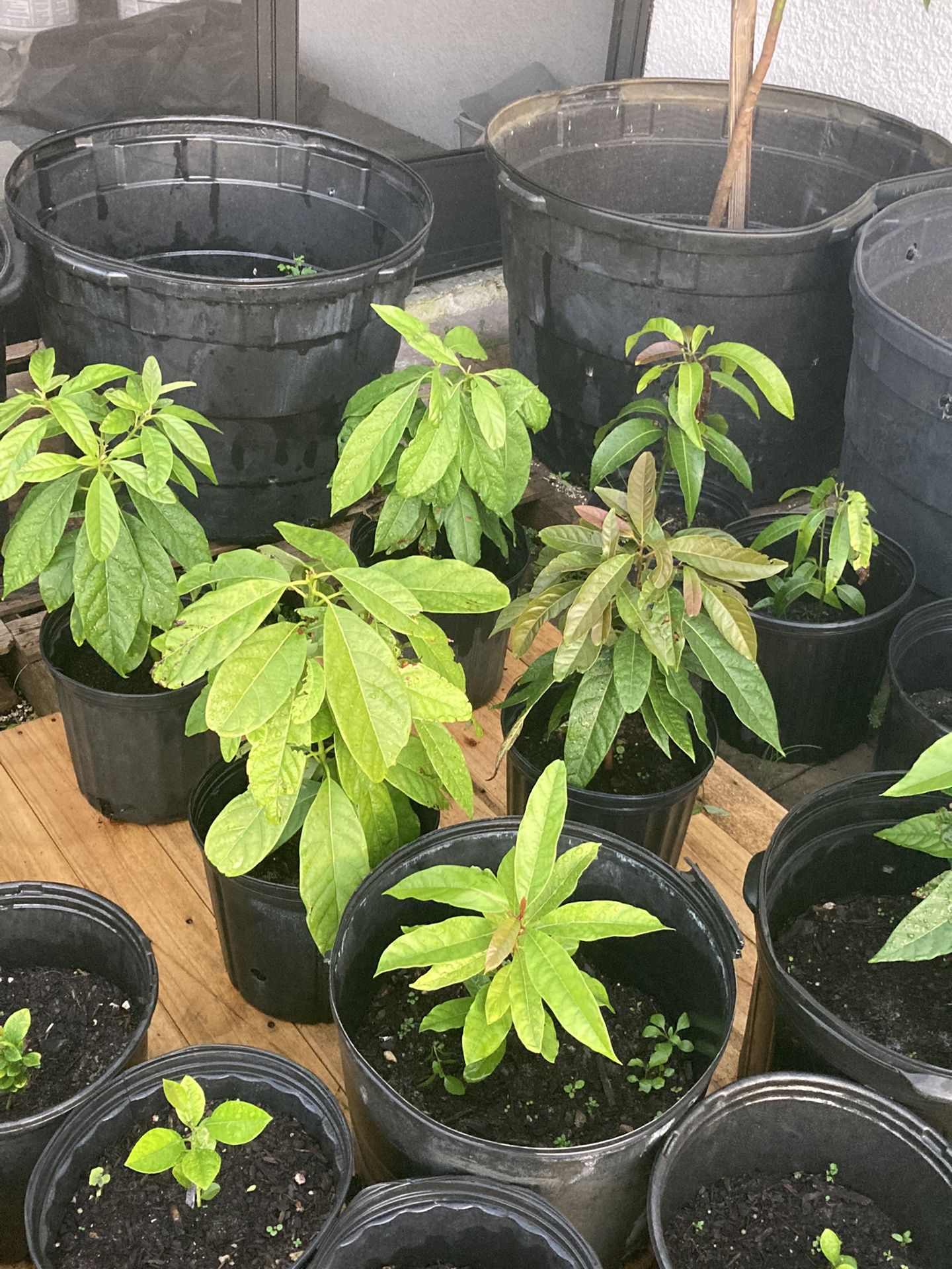 Avocado Plants. $30