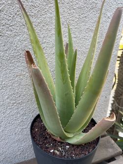 Large Aloe Vera Plant /Savila