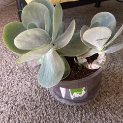 Paddle Plant ( kalanchoe Tetraphylla) 