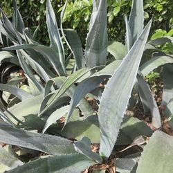 Several Sizes N Prices.  3 5 And 10 Each.  I Have  Babybones For 1 