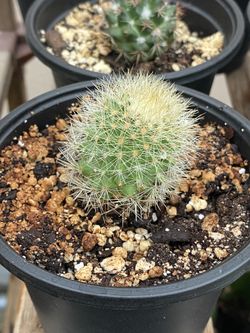 Mammillaria Cactus