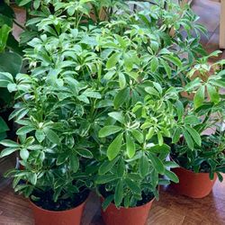 ♥️VARIEGATED MOONDROP UMBRELLA♥️Pls Read Description🌿