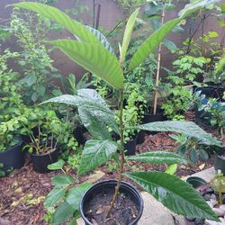 Loquat Organic Fruit Tree, 3 Gallon Pot
