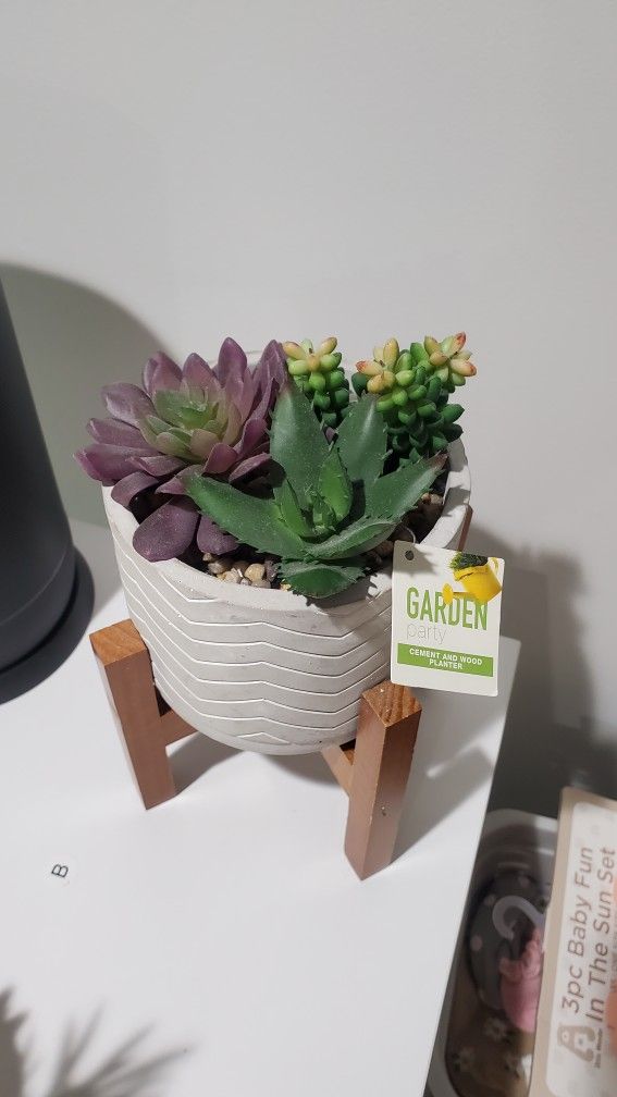 Desktop Succulent Decor