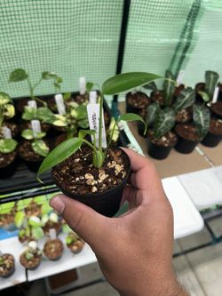 Monstera Burle Marx Flame