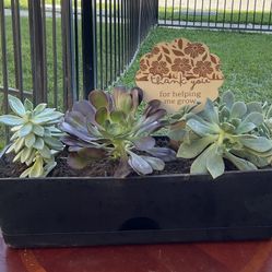 Succulents Plant Arrangement $25