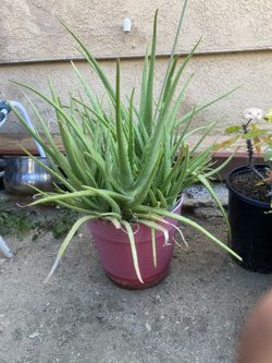 Aloe Vera