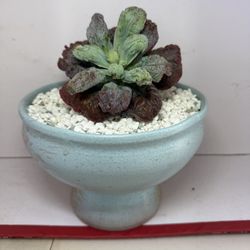Large Echeveria Linguas