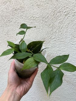Hoya Polyneura Fishtail Hoya ā $5