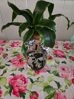 Plants  in water in a beautiful vase, different sizes