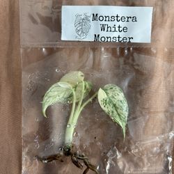 Monstera White Monster Tissue Culture 