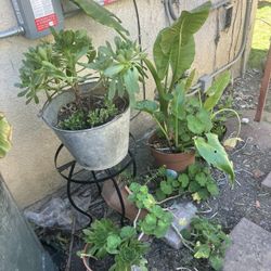 Plants 