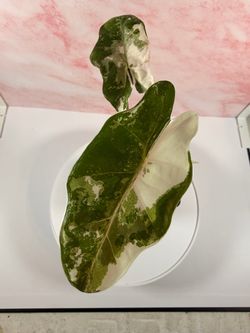 Pseudo sanderiana pink alocasia plant