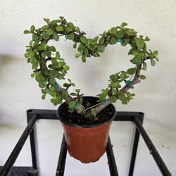 Heart Jade 4"