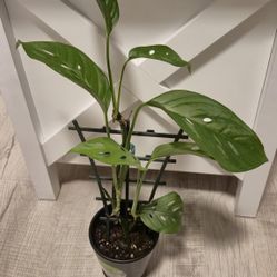 Monstera Adansonii Narrow Form Leaf Plant 