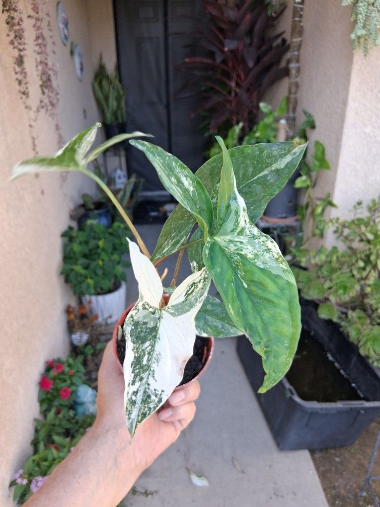 Variegated Syngonium Albo Plant $22