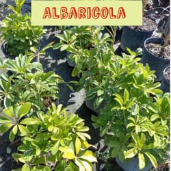 Albaricola Plants $4.50