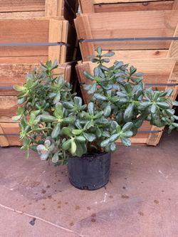 Jade