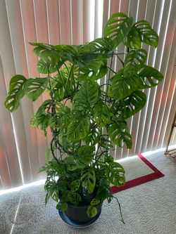 Plant Swiss cheese ( Monstera) huge multiple vines/ plants
