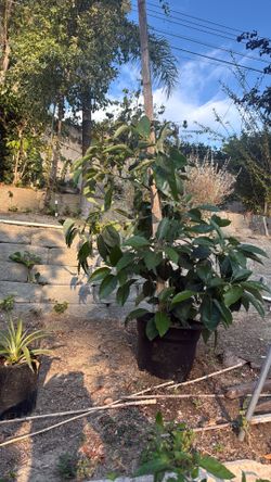 Avocado trees
