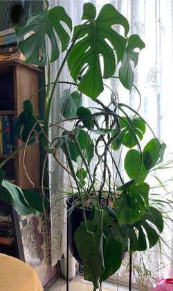 Monstera plant