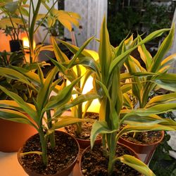 RARE♥️ Gold Dracena🙏Pls Read Description 
