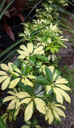 Umbrella Plant