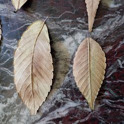 L gold leaf