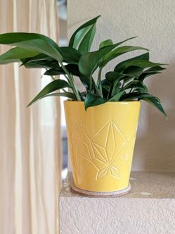 Healthy Beautiful Indoor Plant(Pothos)