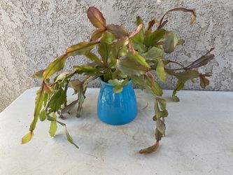 Rhipsalis in Turquoise Ceramic Pot