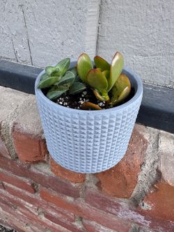 Succulent in a high-quality pot