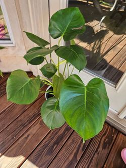 MONSTERA