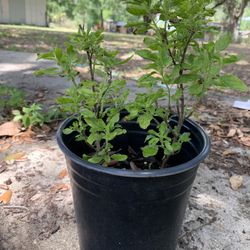 Thai Holy Basil Kra Pao 