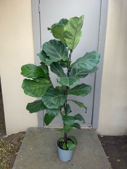 Ficus Lyrata Fiddle Leaf Fig Tree House Plant 8.5” Pot