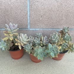 Succulent Plants 