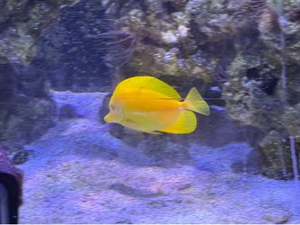 Fake reef decorations