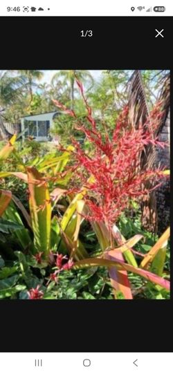 Flowering Bromeliads Orange leaves