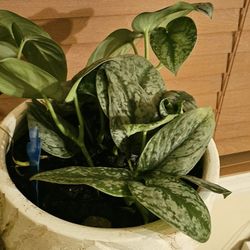 New Large Silver Pothos With Pots For Same