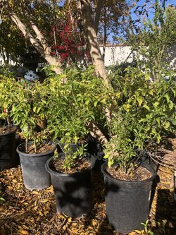 Chiltepin pepper & Cayenne Pepper Plants (Organic)